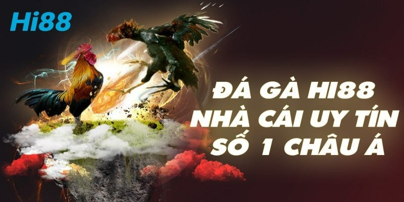 Đá gà Hi88 - Thưởng Thức Thi Đấu Và Kiếm tiền Rực Rỡ Người chơi đã có thêm lựa chọn giải trí hấp dẫn từ khi đá gà HI88 có mặt