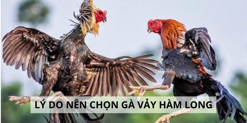 Vảy Hàm Long - 3 Lý Do Nên Chọn Gà Hàm Long Khi Đấu Kê Top 3 lý do nên chọn gà hàm long