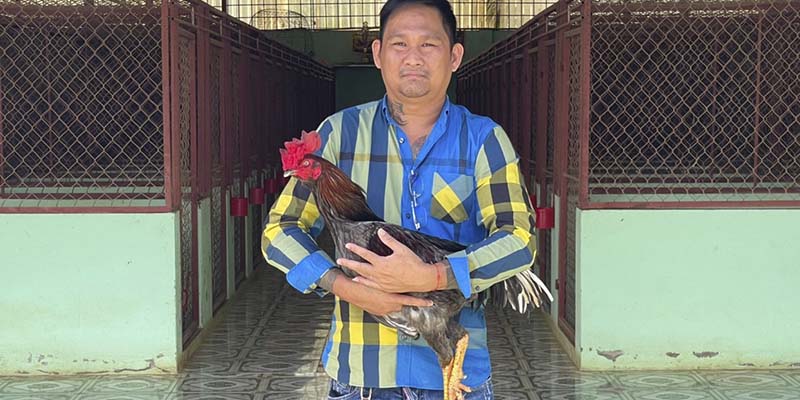 Bật Mí Trại Gà Mít Trà Cú Có Quy Mô Khủng Nhất Tại Miền Tây Chủ nhân sở hữu trại gà vang danh nhất nhì khu vực miền Tây