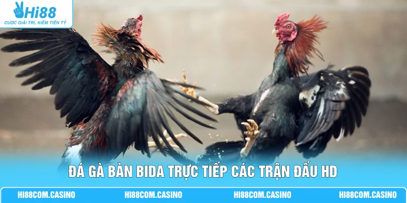 Đá Gà Bàn Bida - Quy Định Luật Chơi Mới Nhất Tại Hi88 Đá gà bàn bida trực tiếp các trận đấu HD