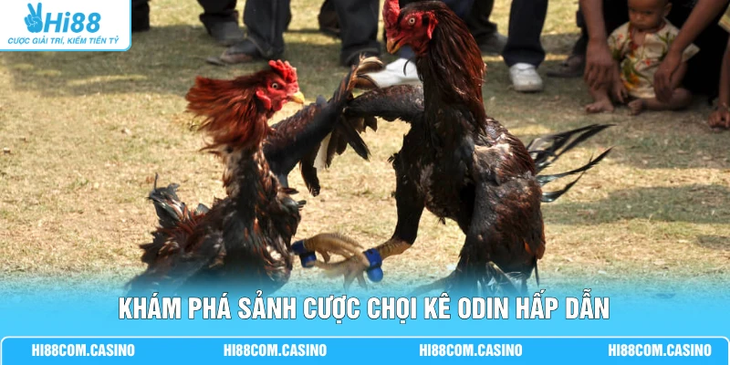ODIN Đá Gà Sôi Động Cùng 36 Trận Đấu Mỗi Ngày Tại Hi88 Khám phá sảnh cược chọi kê ODIN hấp dẫn