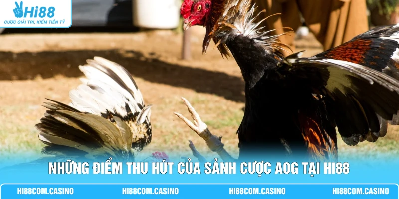 AOG Đá Gà Hi88 - Cuốn Hút Hàng Vạn Thành Viên Theo Dõi Những điểm thu hút của sảnh cược AOG tại Hi88