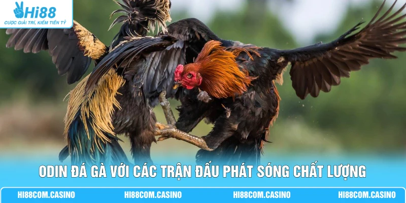ODIN Đá Gà Sôi Động Cùng 36 Trận Đấu Mỗi Ngày Tại Hi88 ODIN đá gà với các trận đấu phát sóng chất lượng