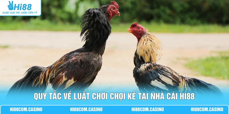 Đá Gà Kiểng - Cập Nhật Các Quy Định Luật Chơi Mới Hiện Nay Quy tắc về luật chơi chọi kê tại nhà cái Hi88