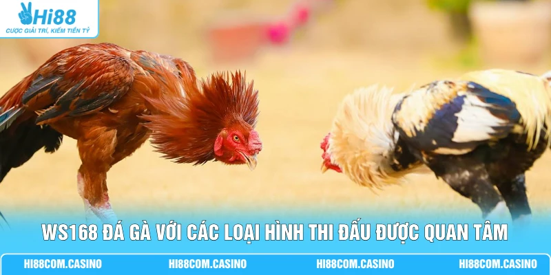 WS168 Đá Gà - Cá Cược Chọi Kê Trực Tuyến Cùng Hi88 WS168 đá gà với các loại hình thi đấu được quan tâm
